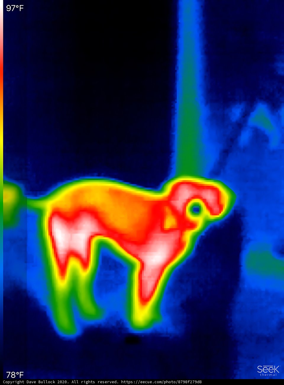 Thermal Image of Person Drinking Hot Beverage