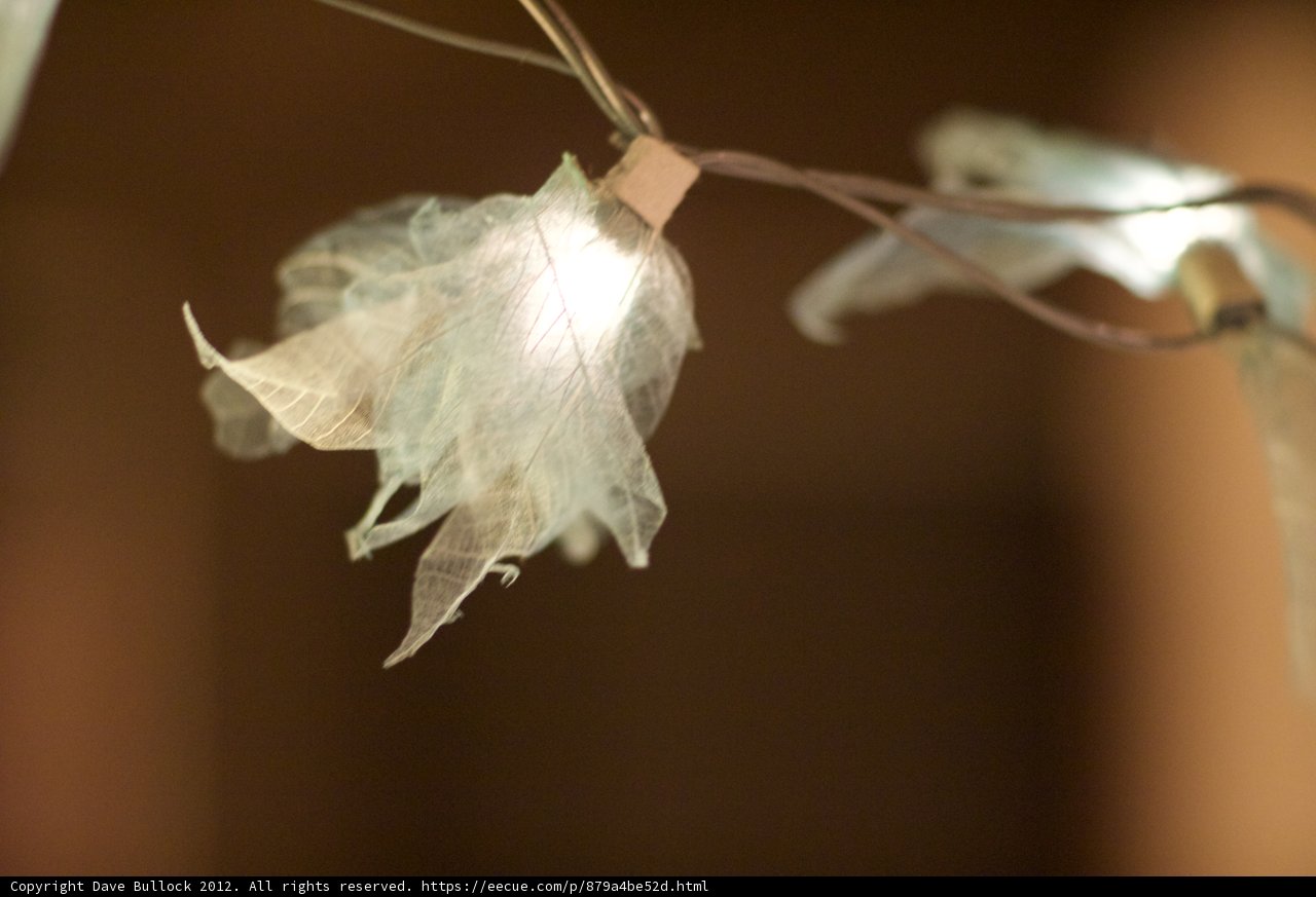 Illuminated Leaves