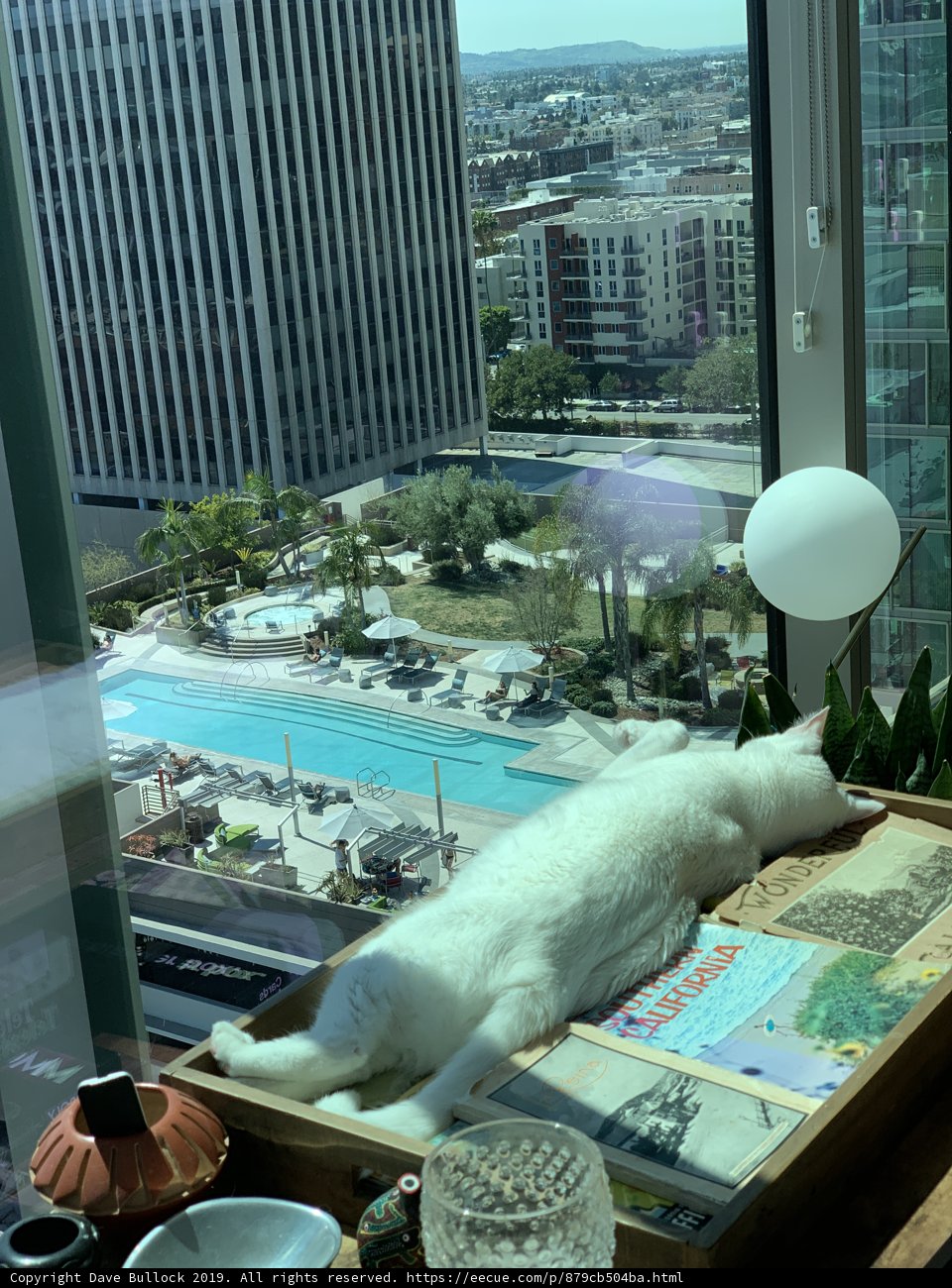 The White Cat Soaking up the Sun in the City