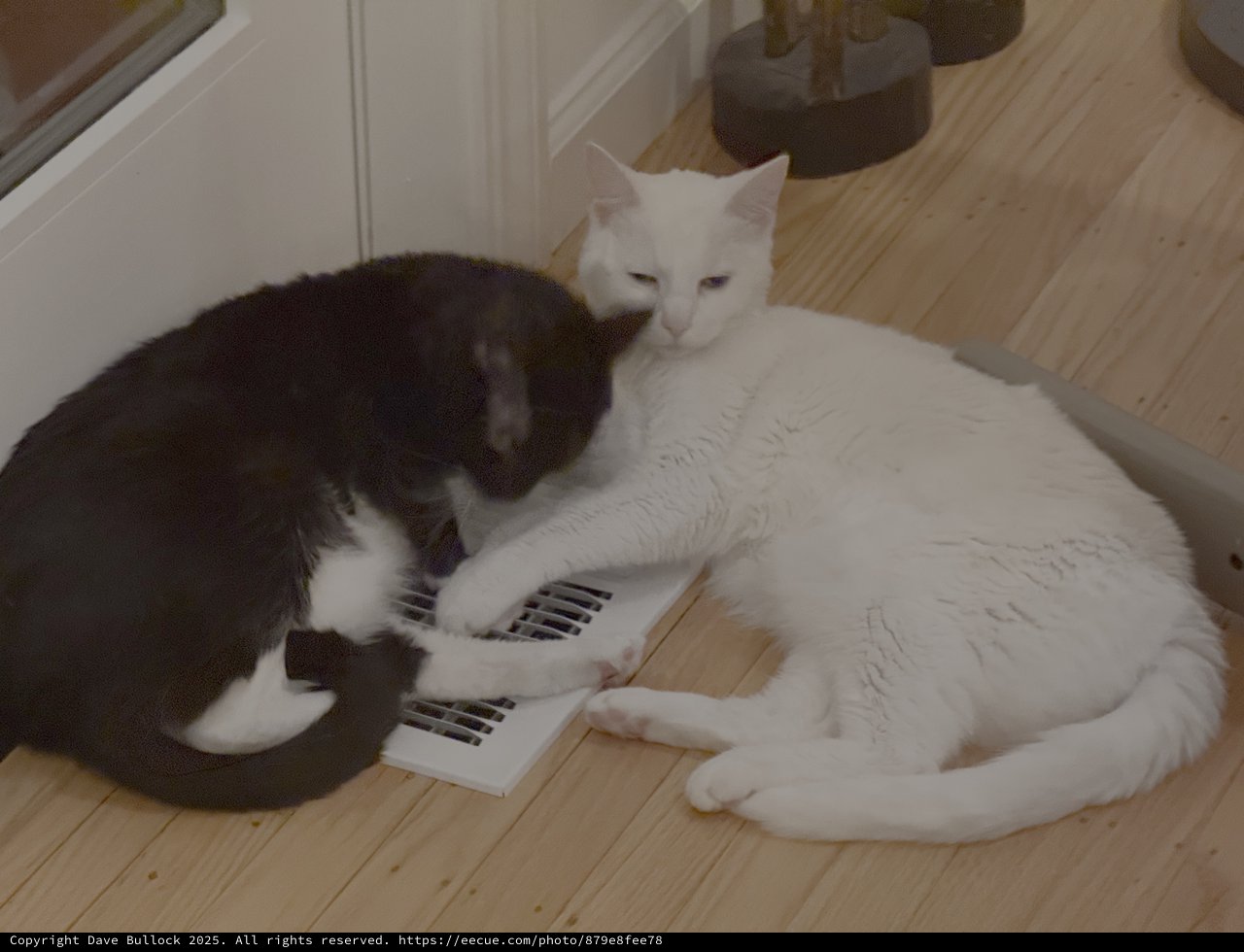 Two Cats Sharing Warmth on Heating Vent