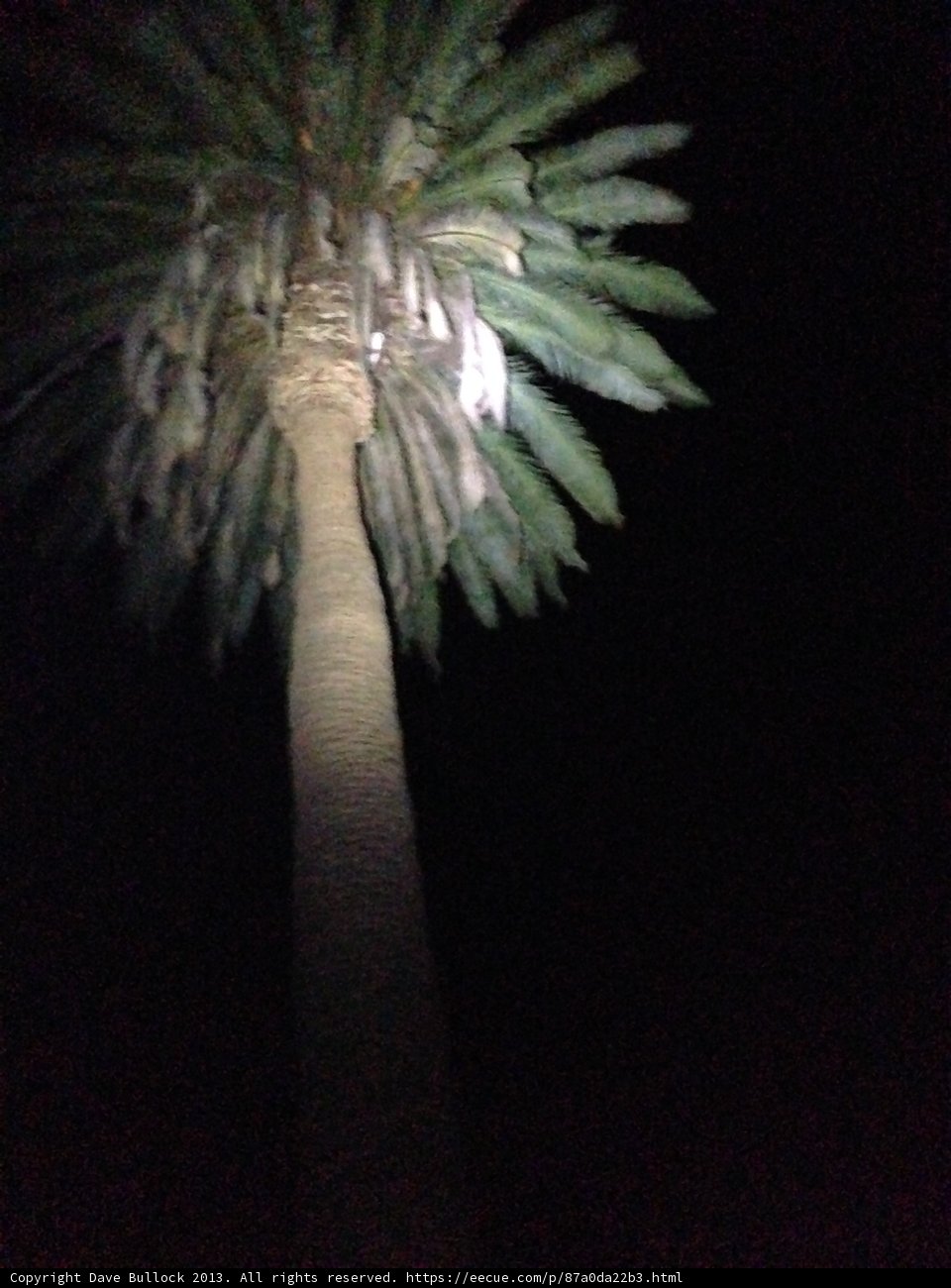 Illuminated Palm Tree