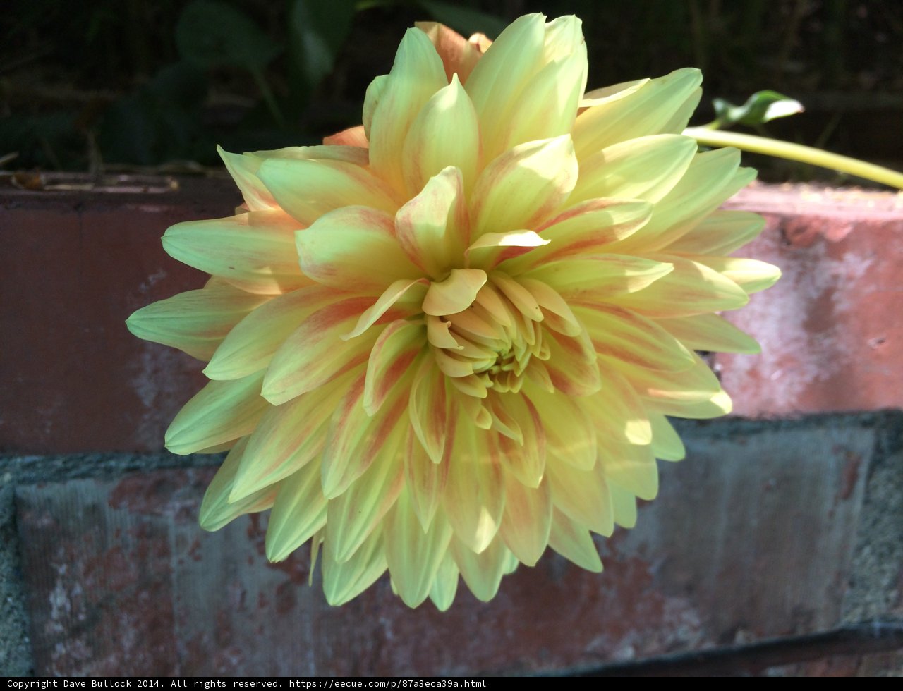 Sunny Dahlia on a Brick Wall