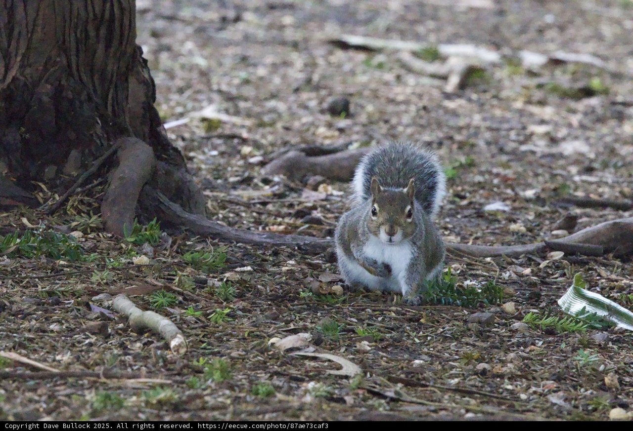 Curious Encounter in the Park