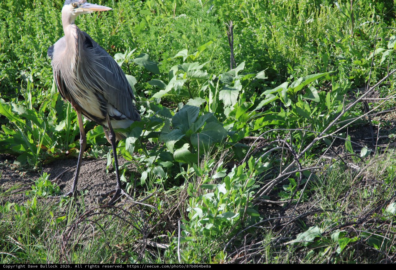 Great Blue Heron Foraging in Wetland Vegetation