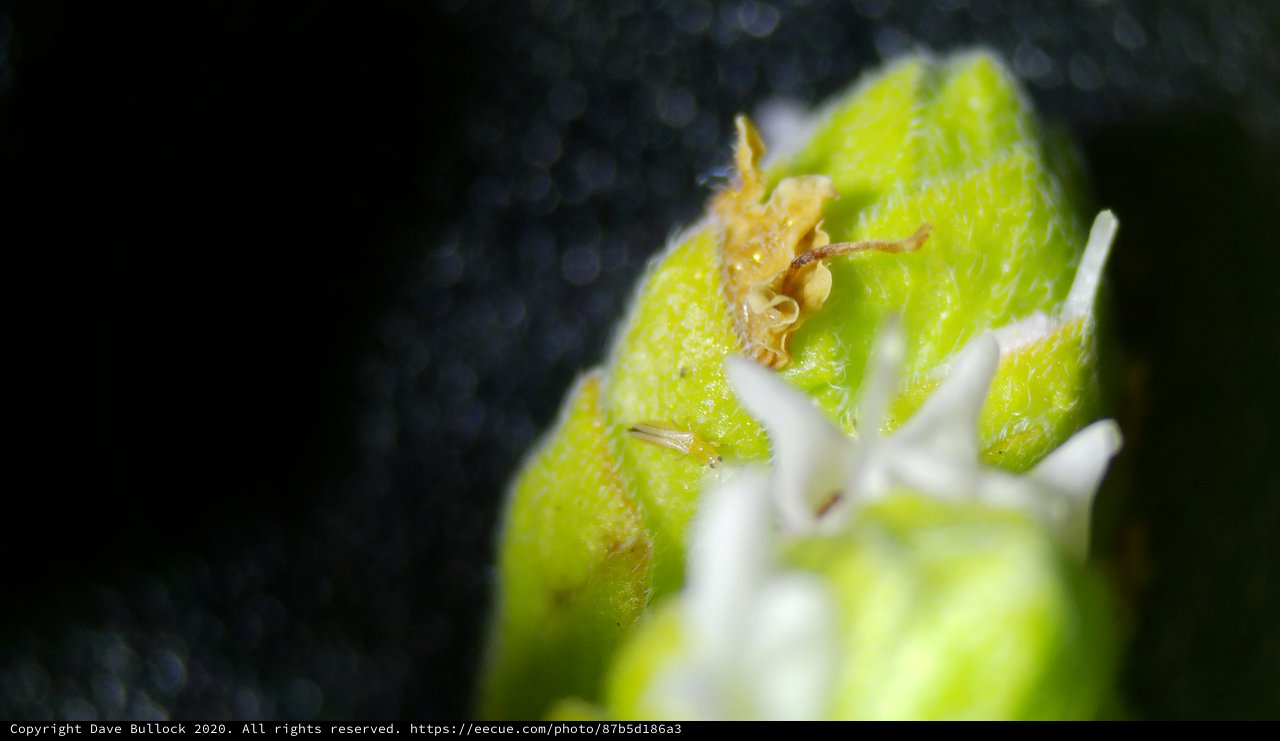 Extreme Macro: Thrips Pest on Flowering Plant Bud