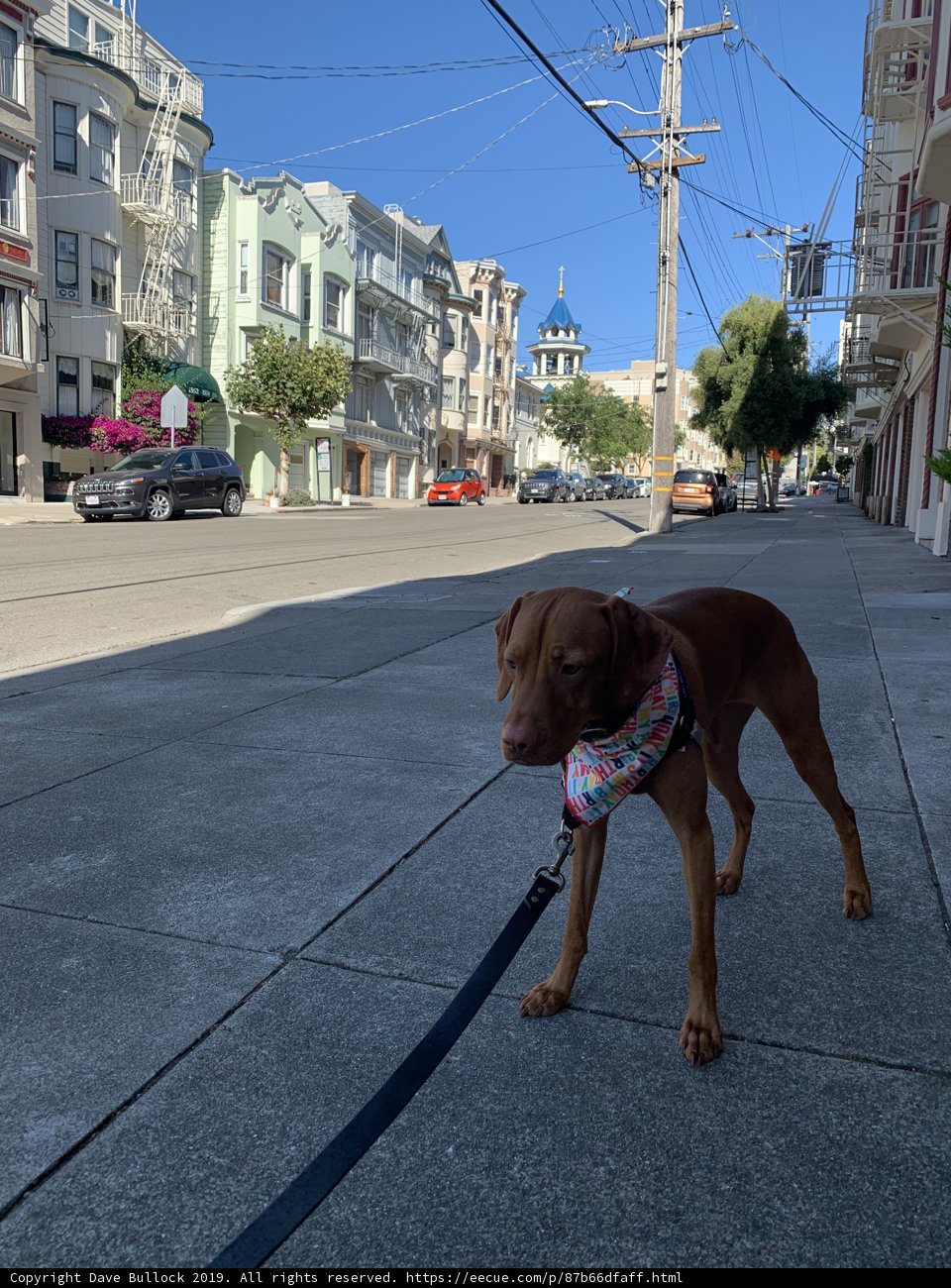 A Canine Stroll through San Francisco