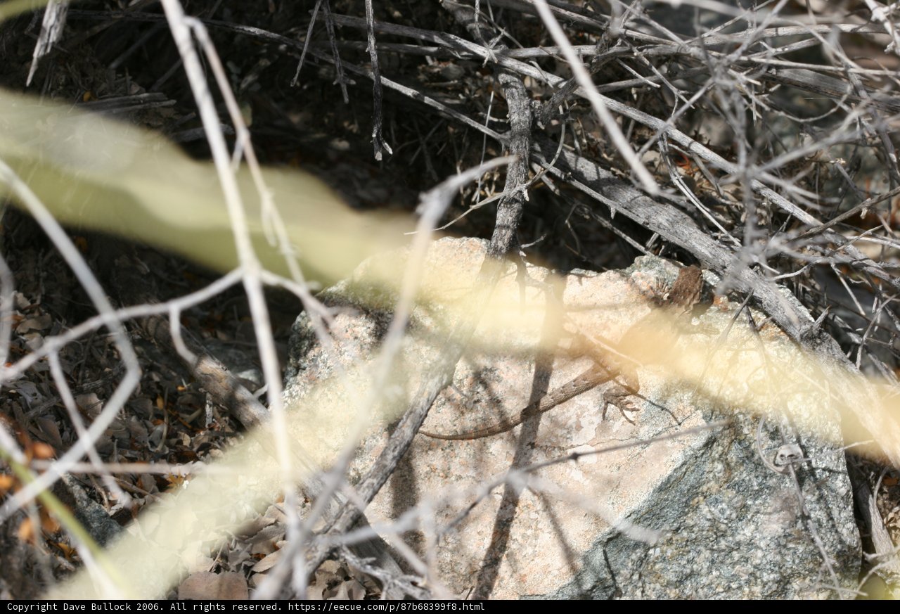 Basking Lizard in the Brush