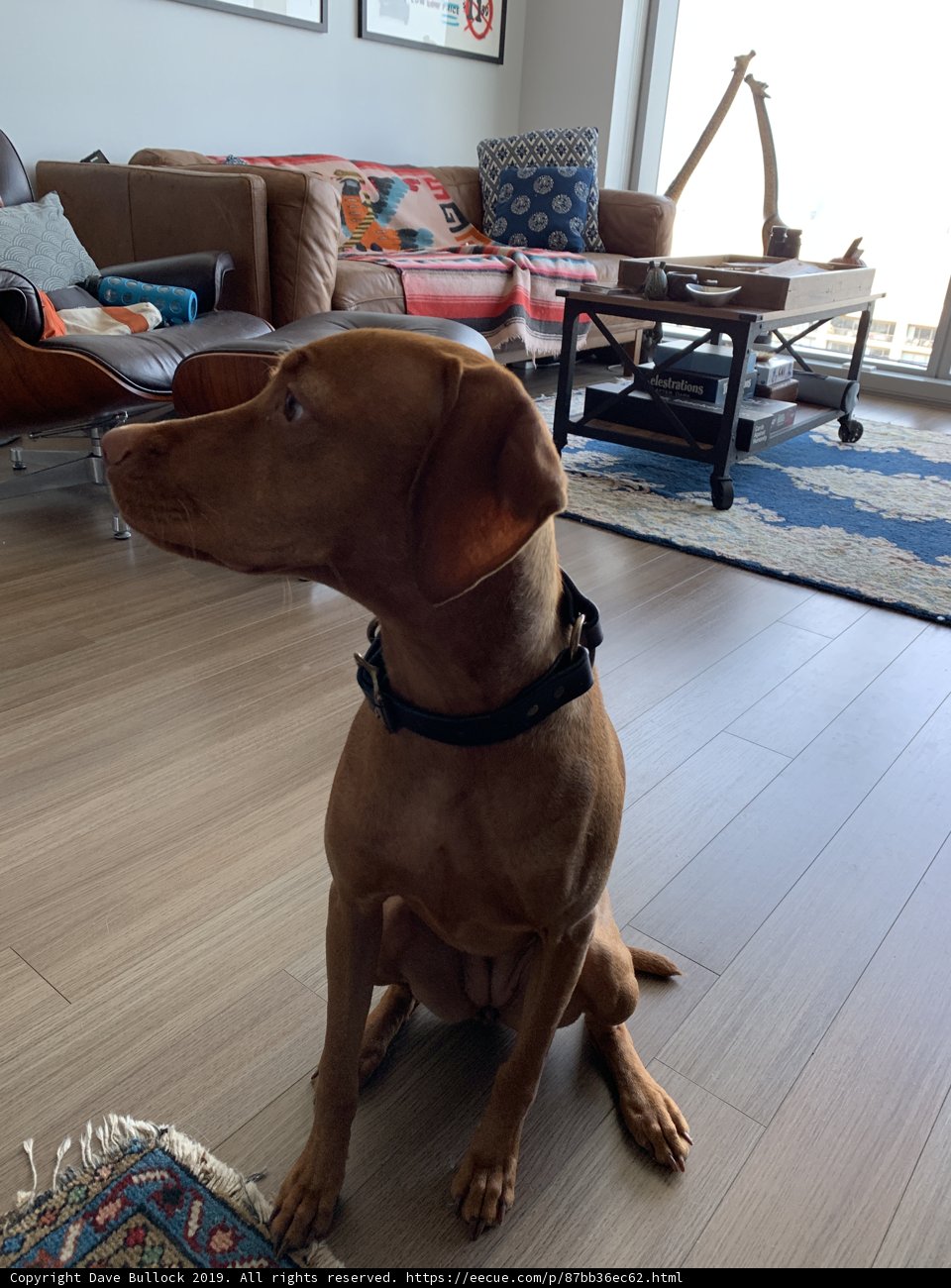 Loyal Vizsla enjoying the comfort of hardwood floors in San Francisco living room