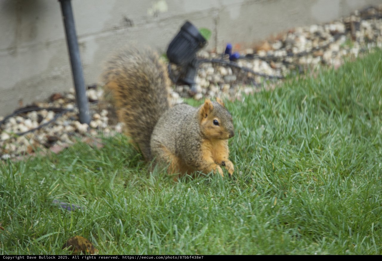 Fox Squirrel Foraging in Suburban Yard