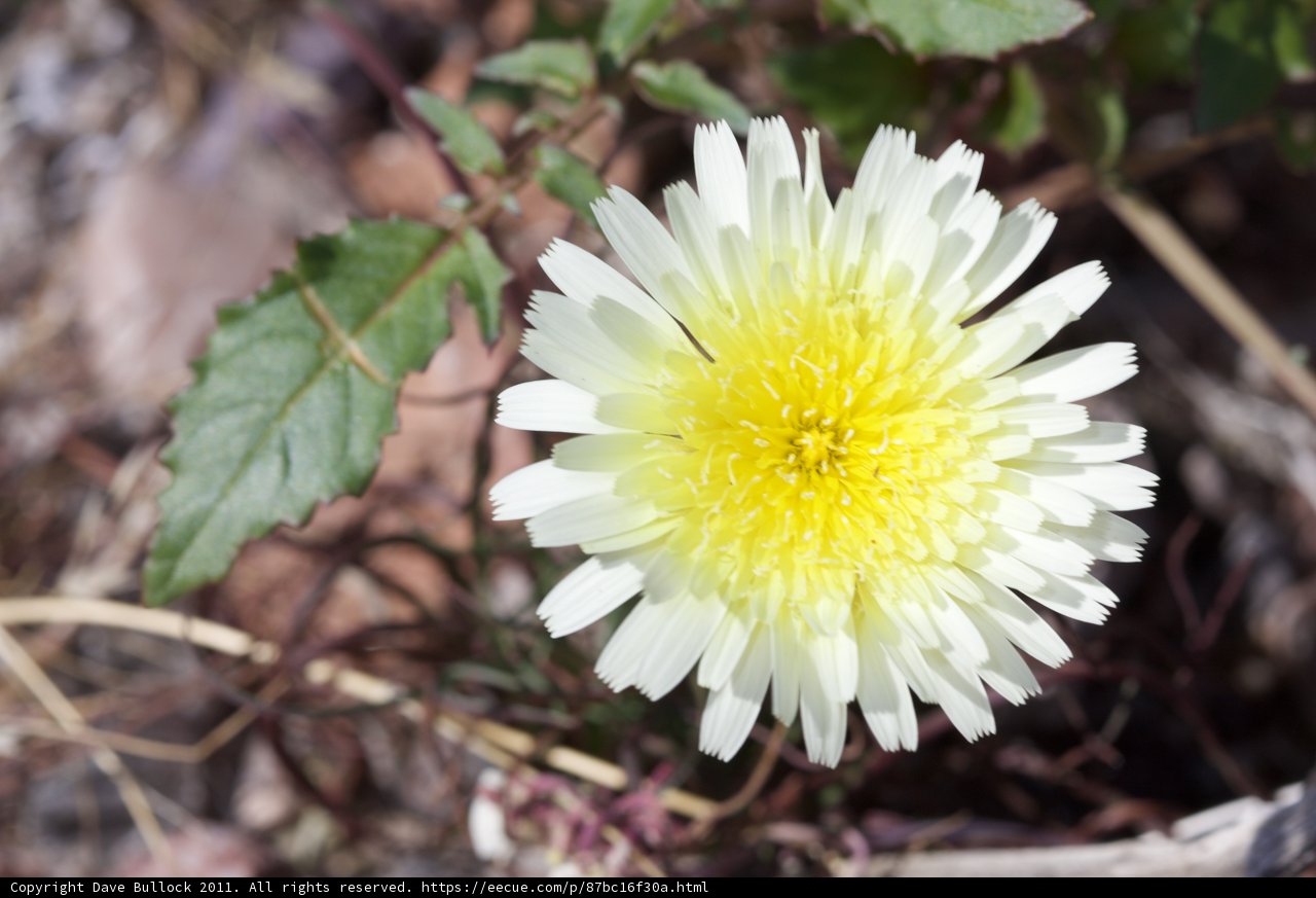Solo Bloom
