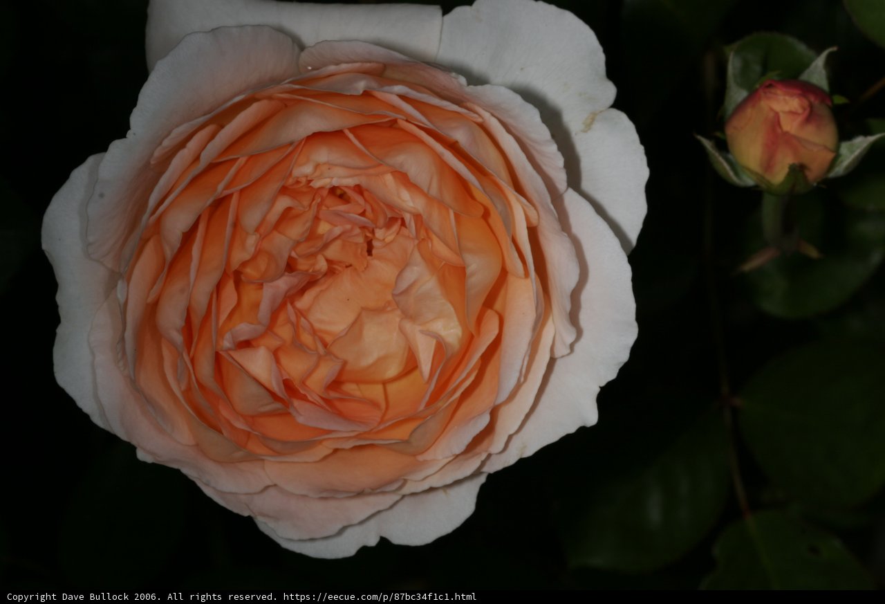 Radiant Orange Rose