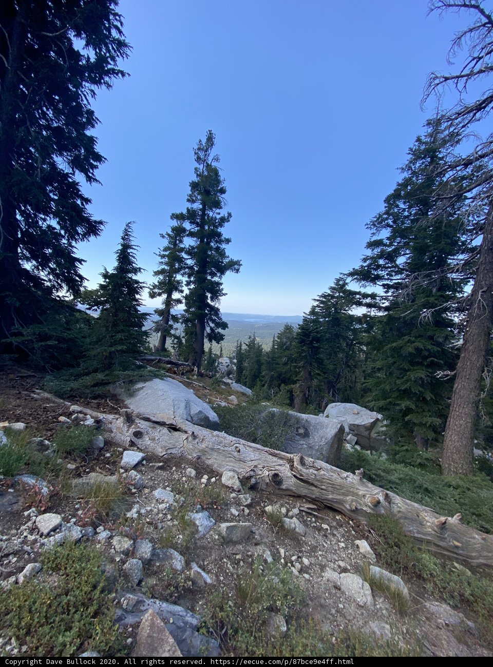 Majestic View of Evergreen Wilderness
