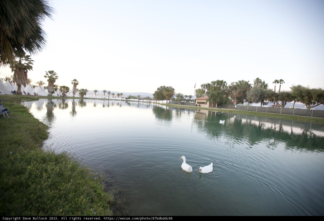 Serene Swans at Sunset