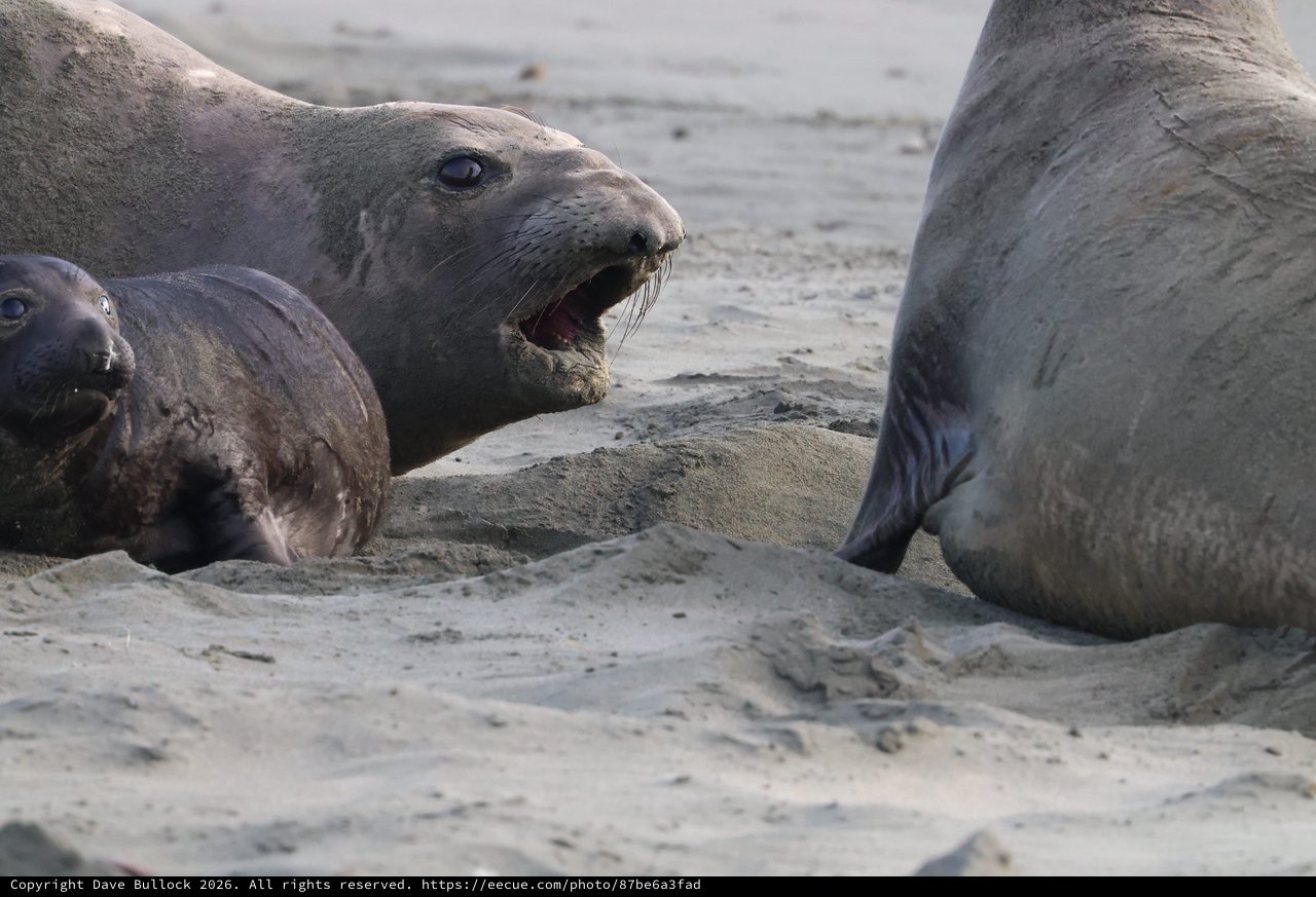 Elephant Seal Confrontation at Drakes Beach