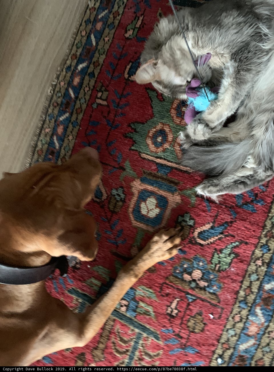 Playtime at Home