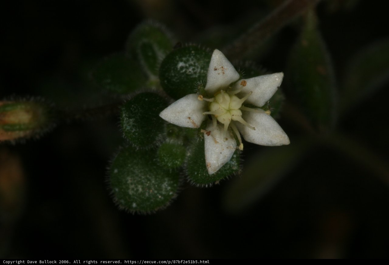 Delicate Blossom in the Garden