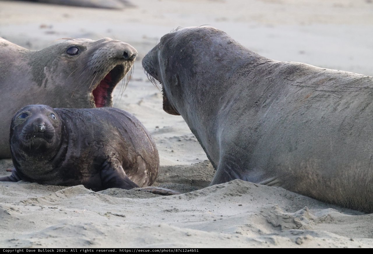 Elephant Seal Drama on Drakes Beach