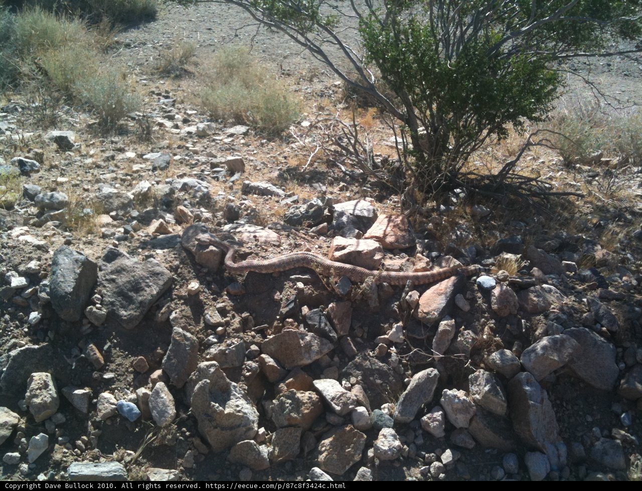 A Lizard's Final Resting Place Caption: A dead lizard lays among the rocks and rubble of the desert wilderness in Landers, Southwest Extreme Triangle, USA.