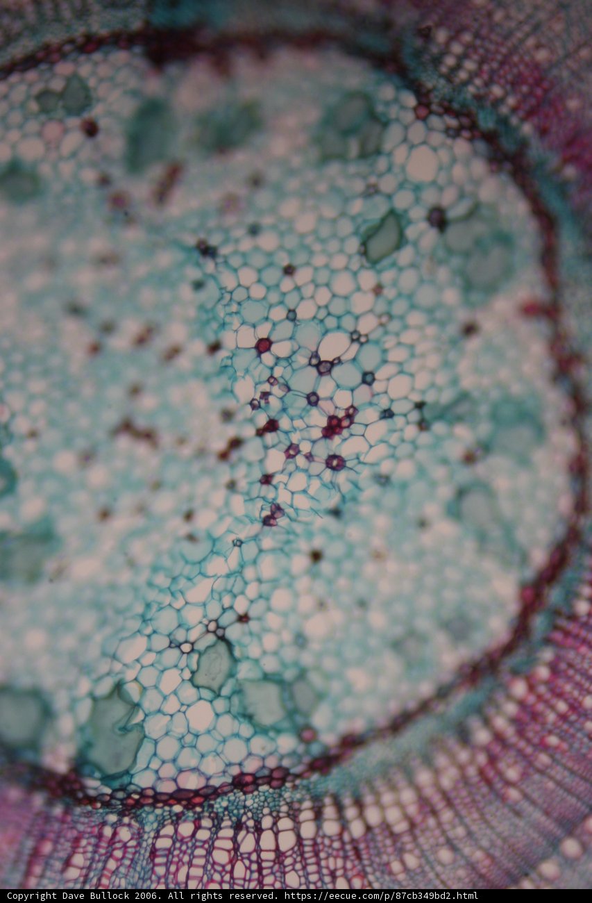Cellular Greenery