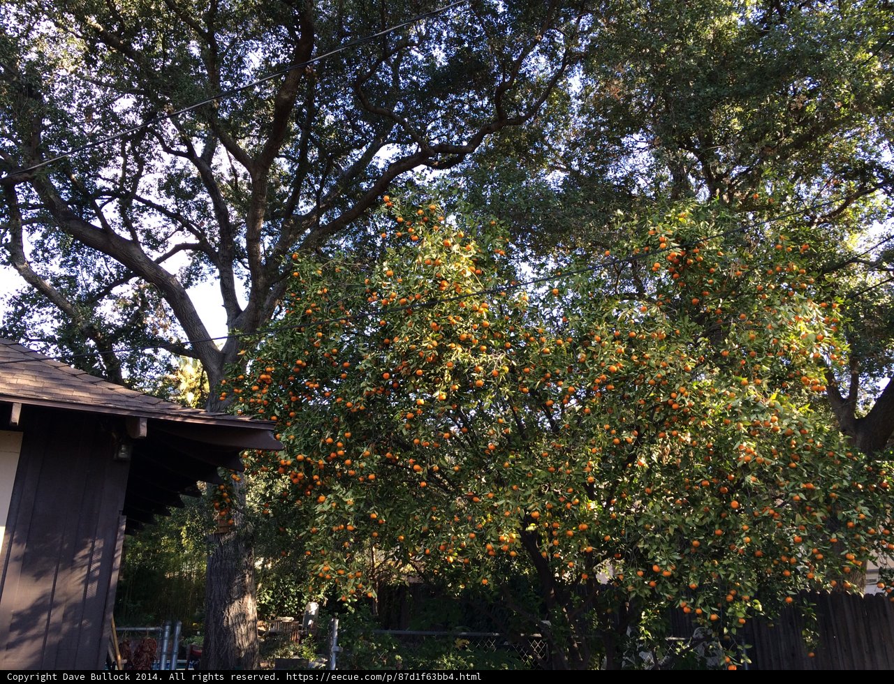 Bountiful Fruit Tree in Altadena