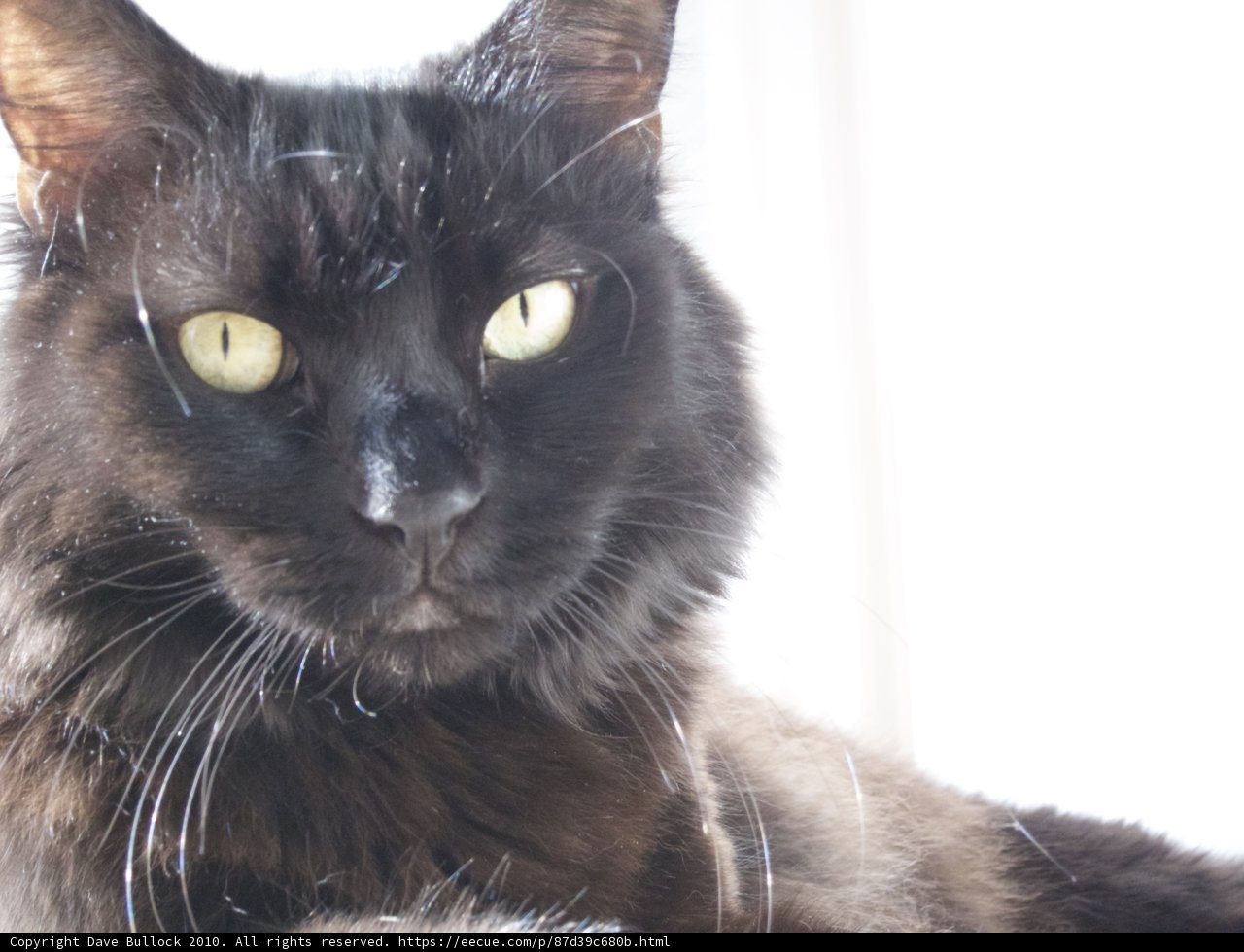 Regal Feline