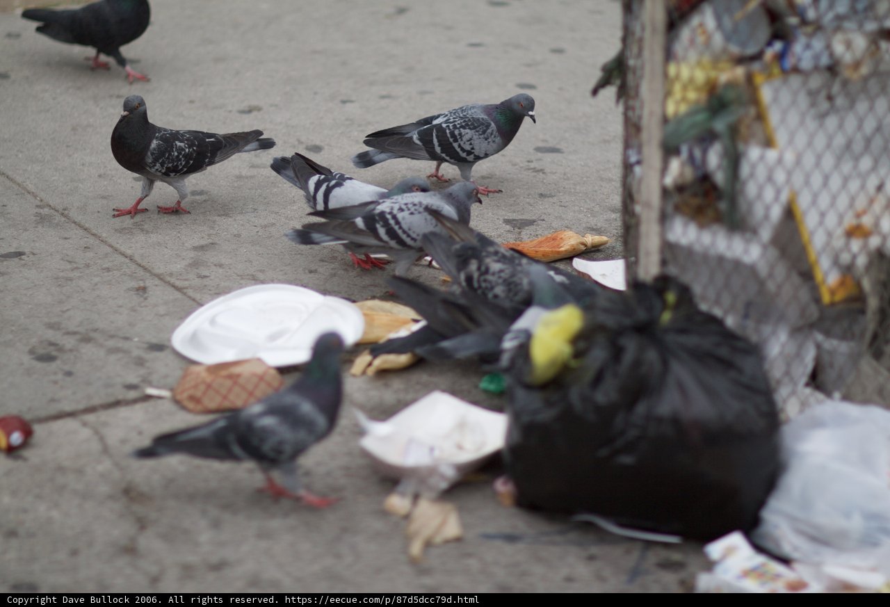 A Flock of Pigeons at Feast