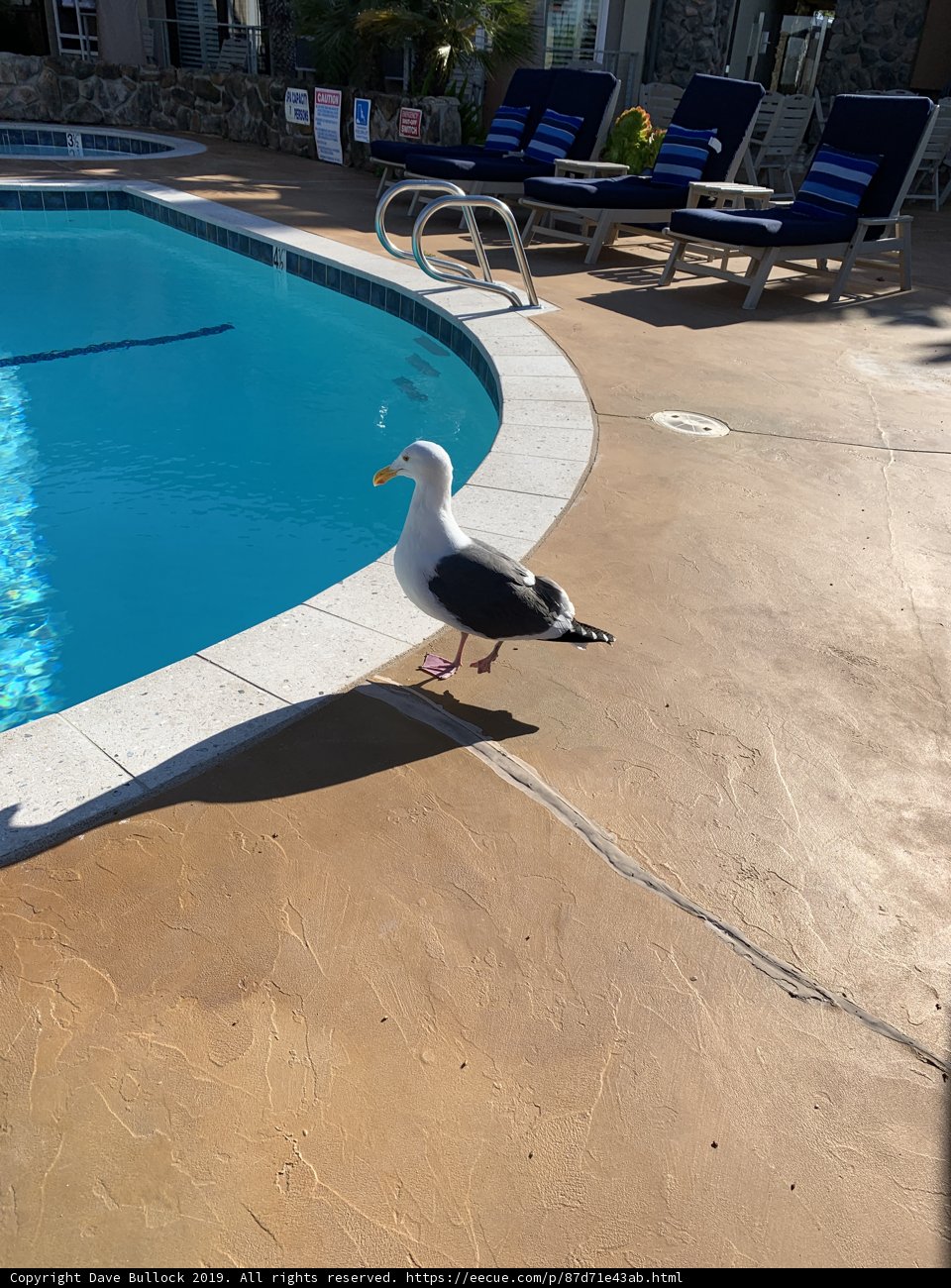 Seagull at the Pool