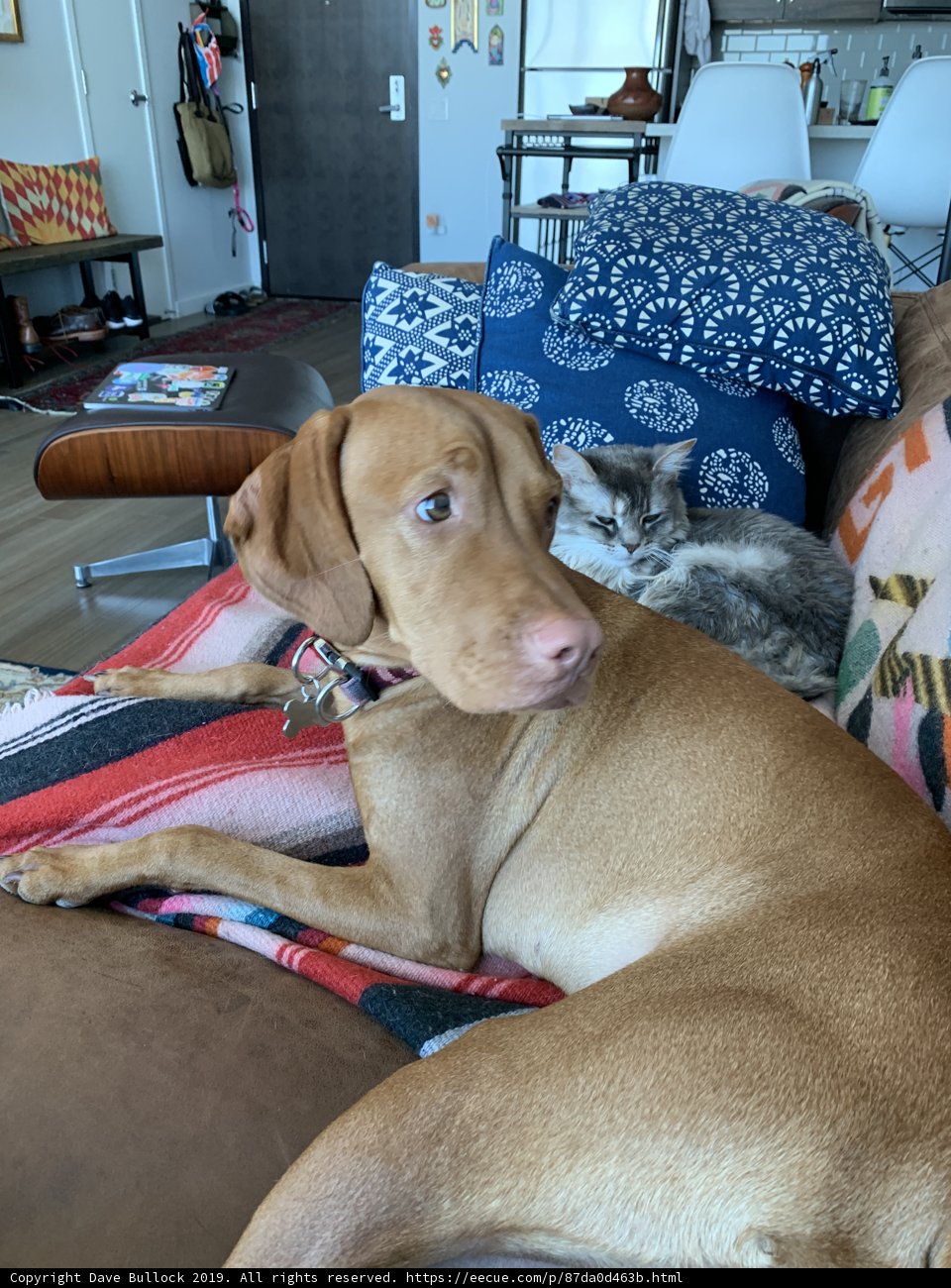 Couch Companions