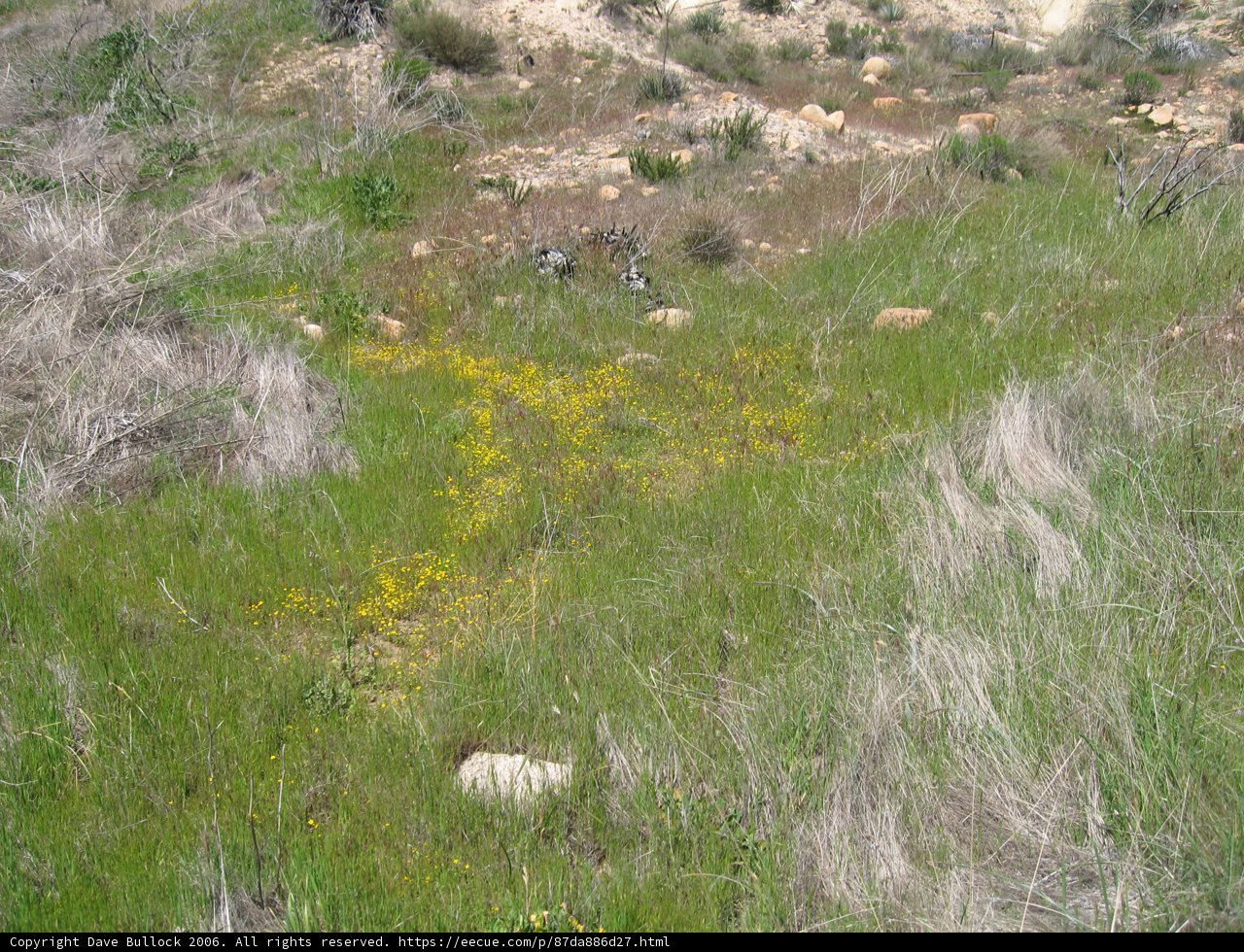Desert Meadow