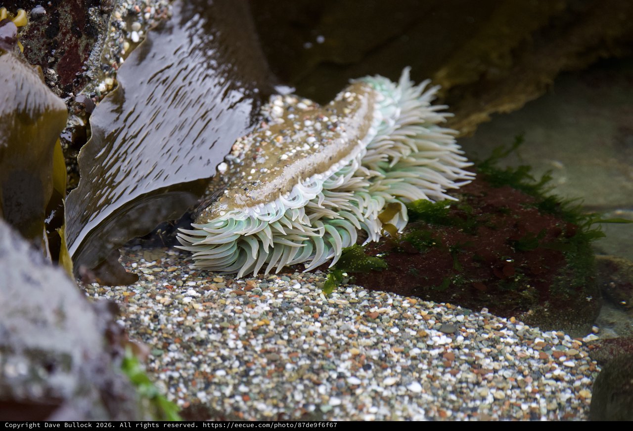 Sea Anemone Exposed in Rocky Tide Pool