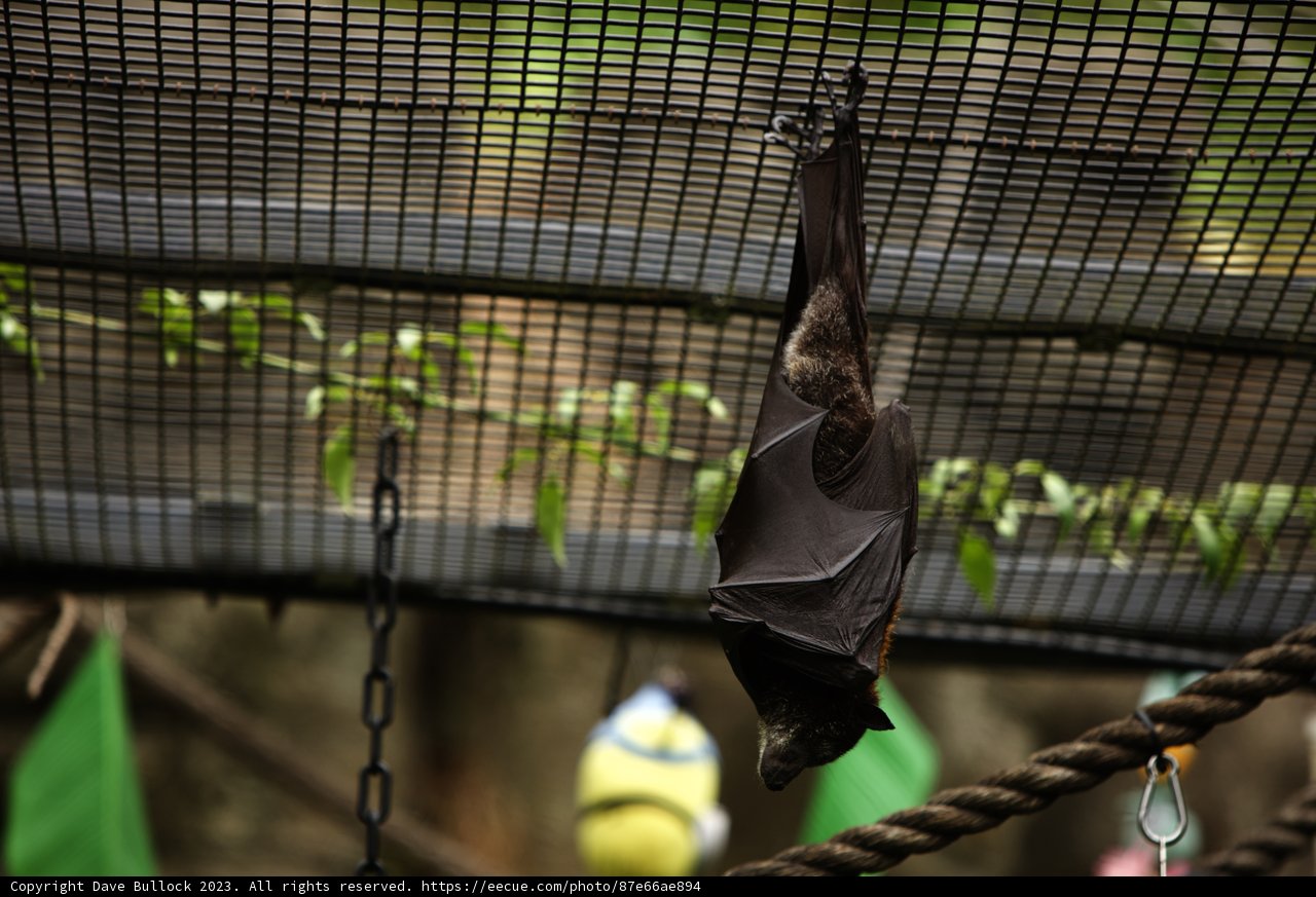 An Unusual Tennis Enthusiast at the Oakland Zoo