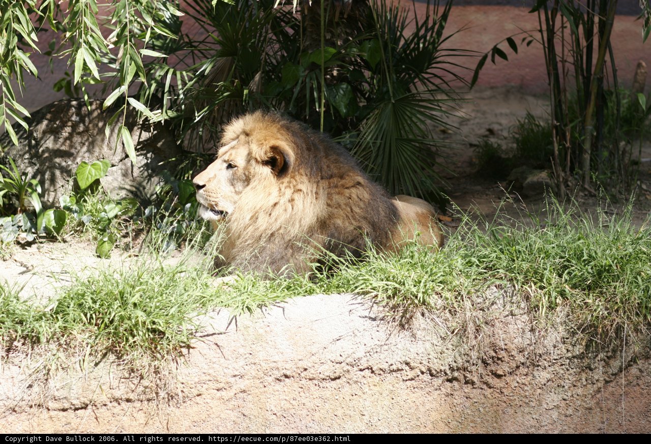 Regal King of the Jungle