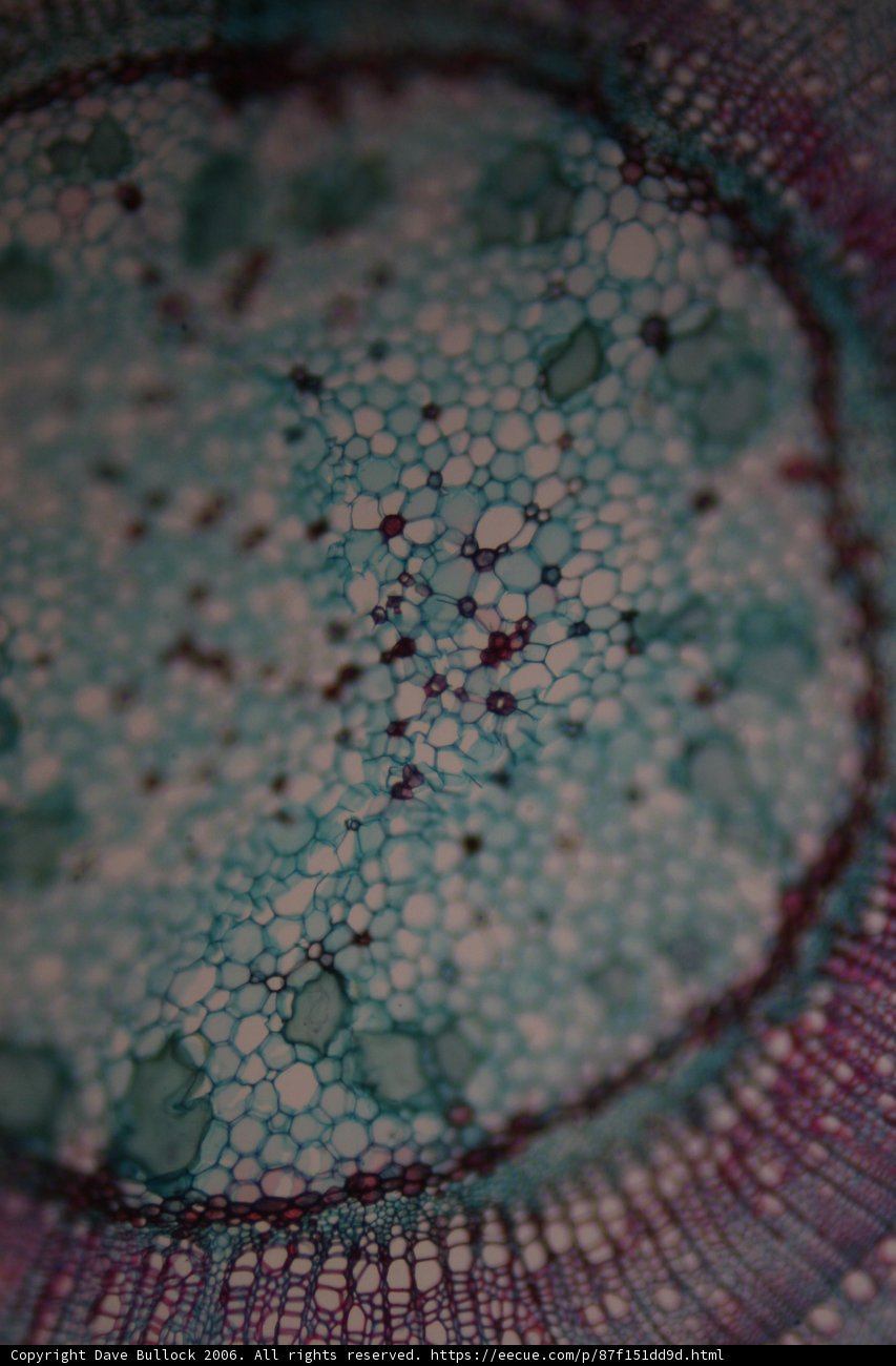 Blue Universe in a Microscopic World
