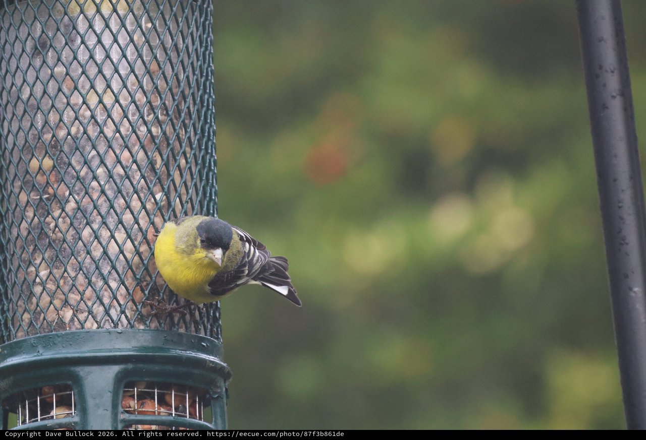 Siskin Feeding at Garden Bird Feeder