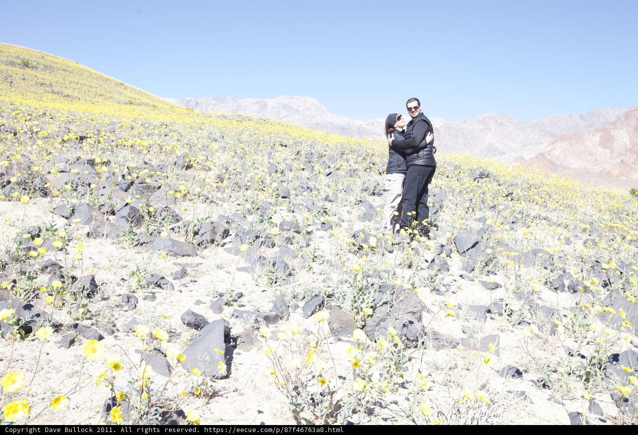 Amongst the Yellow Fields