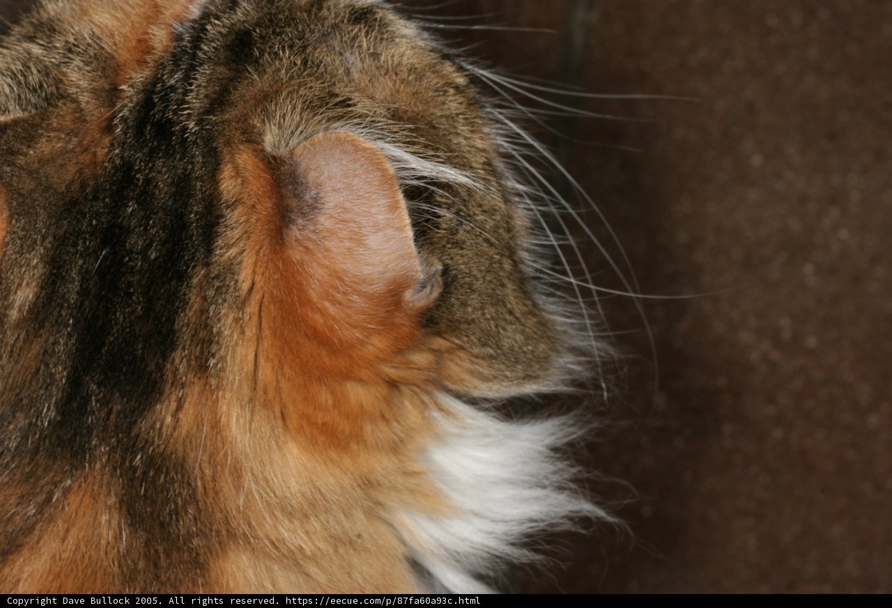 Curious Cat
