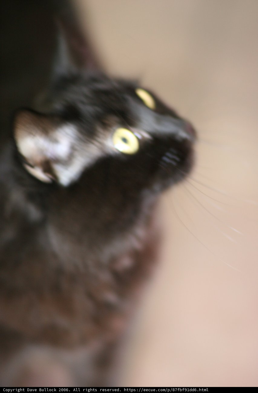 Curious Black Cat