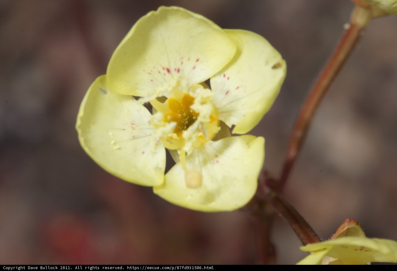 Geranium with White Spots
