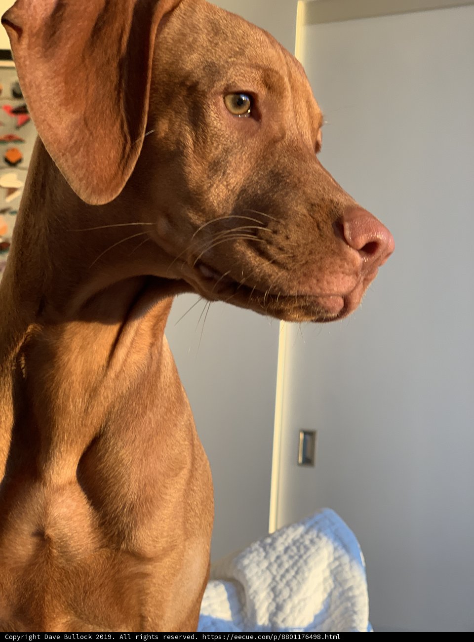 Big-Eared Pup in Los Angeles