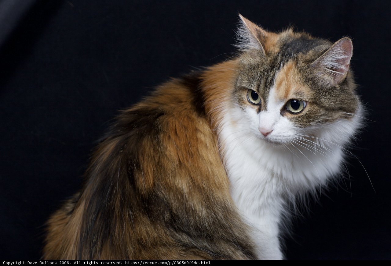 Calico Cat on Black Background