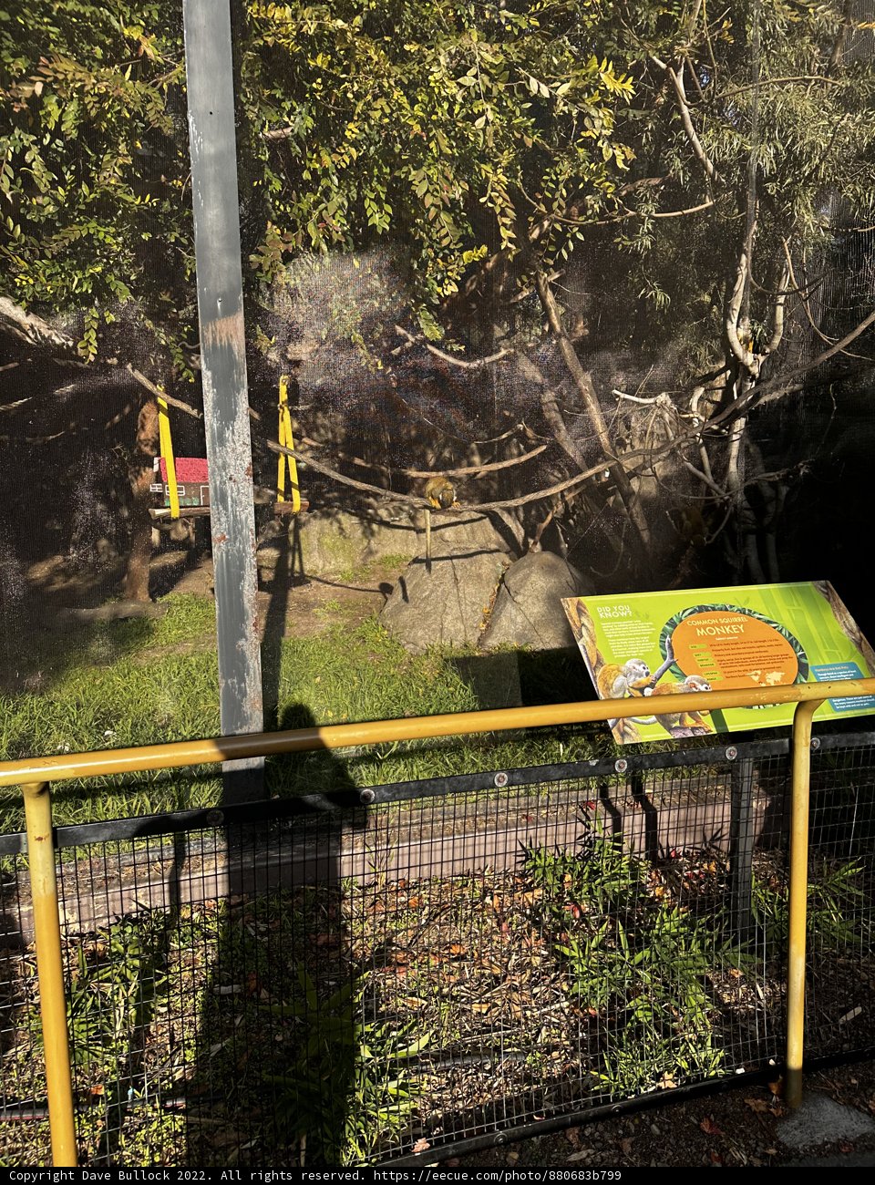Giraffe in the Garden