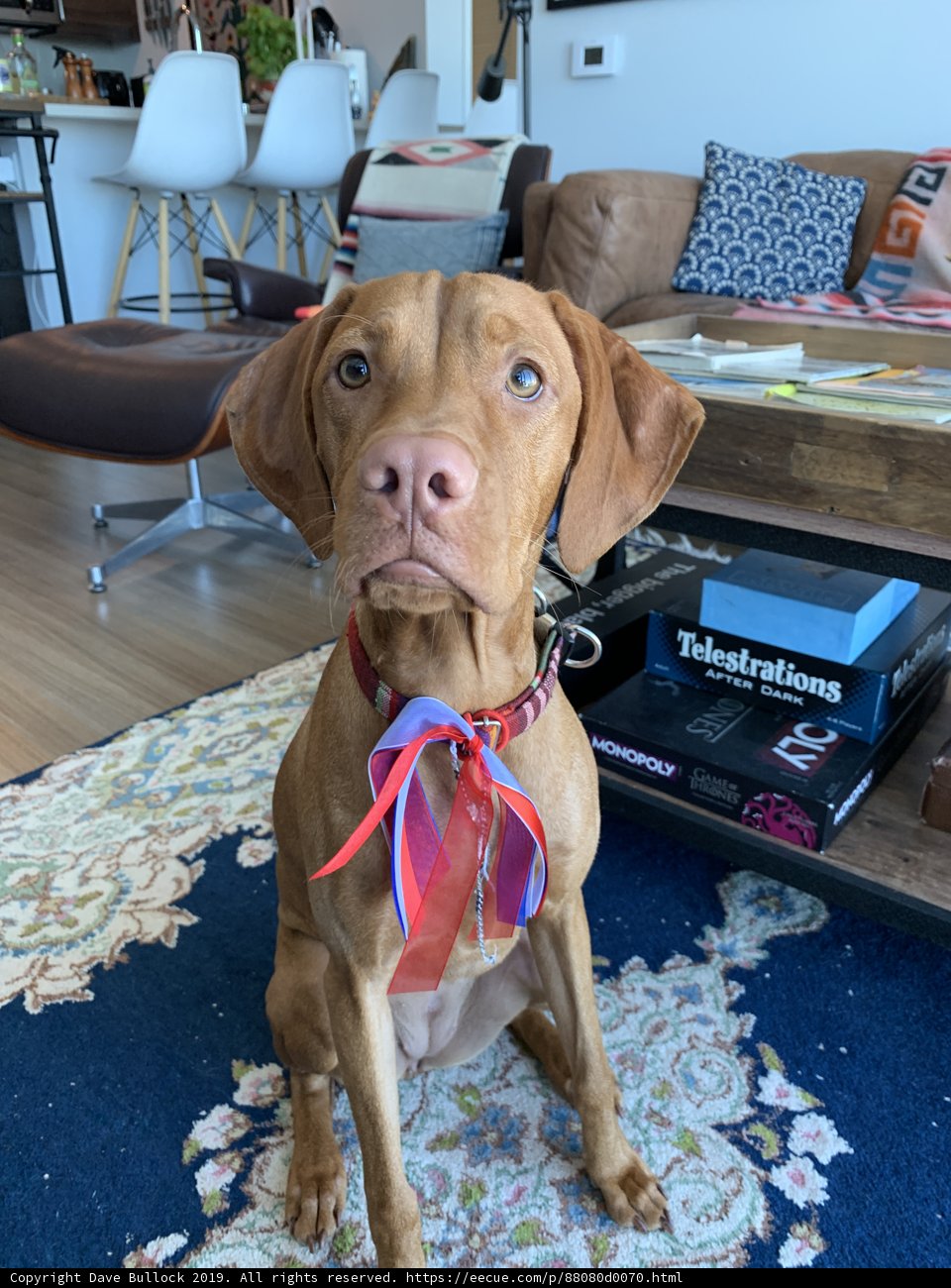 Patriotic Pup