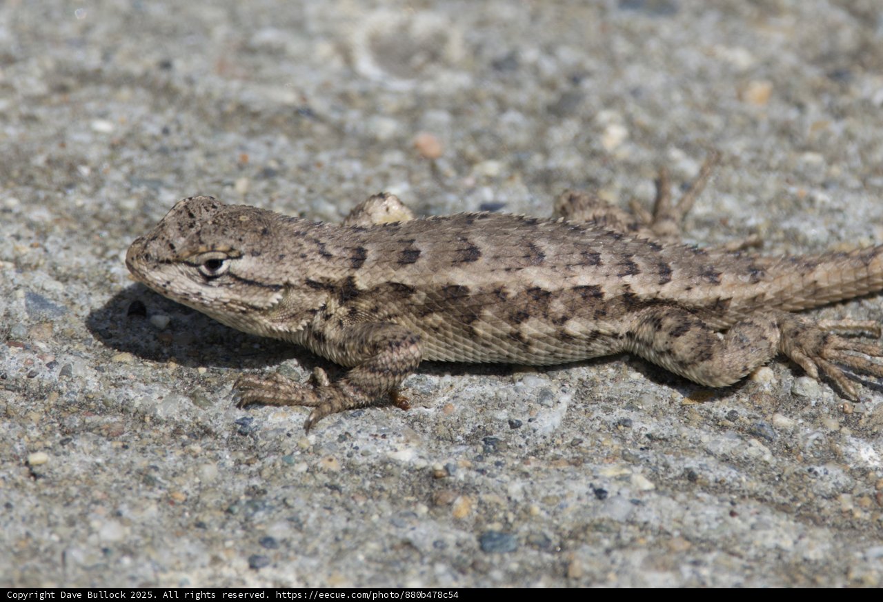 Sunlit Gecko at Palo Corona