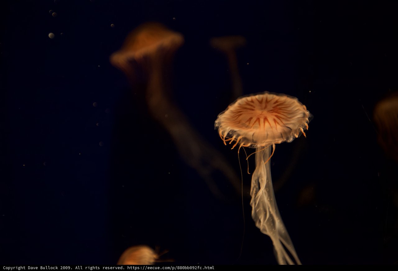 Glow in the Dark Jellyfish