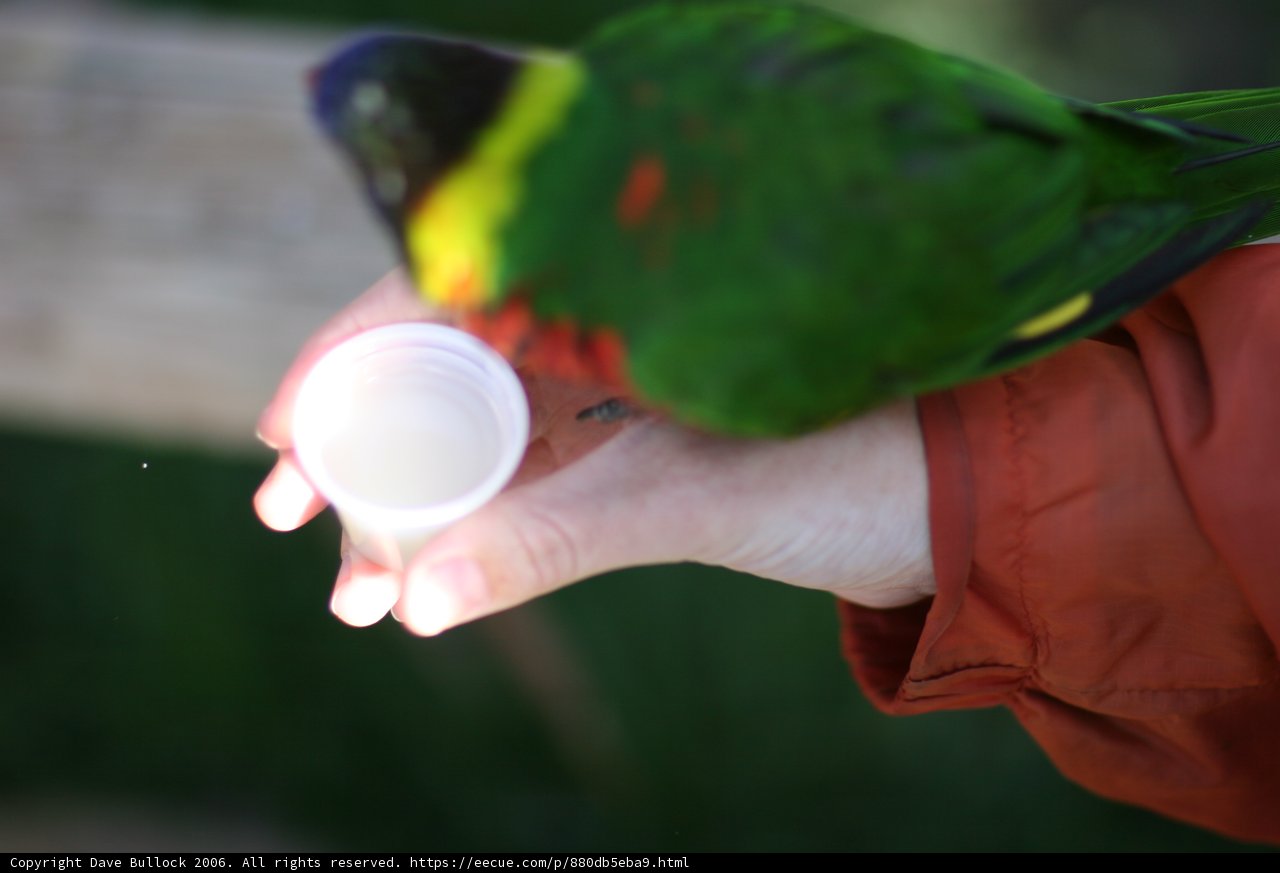 Offering Water to the Bird