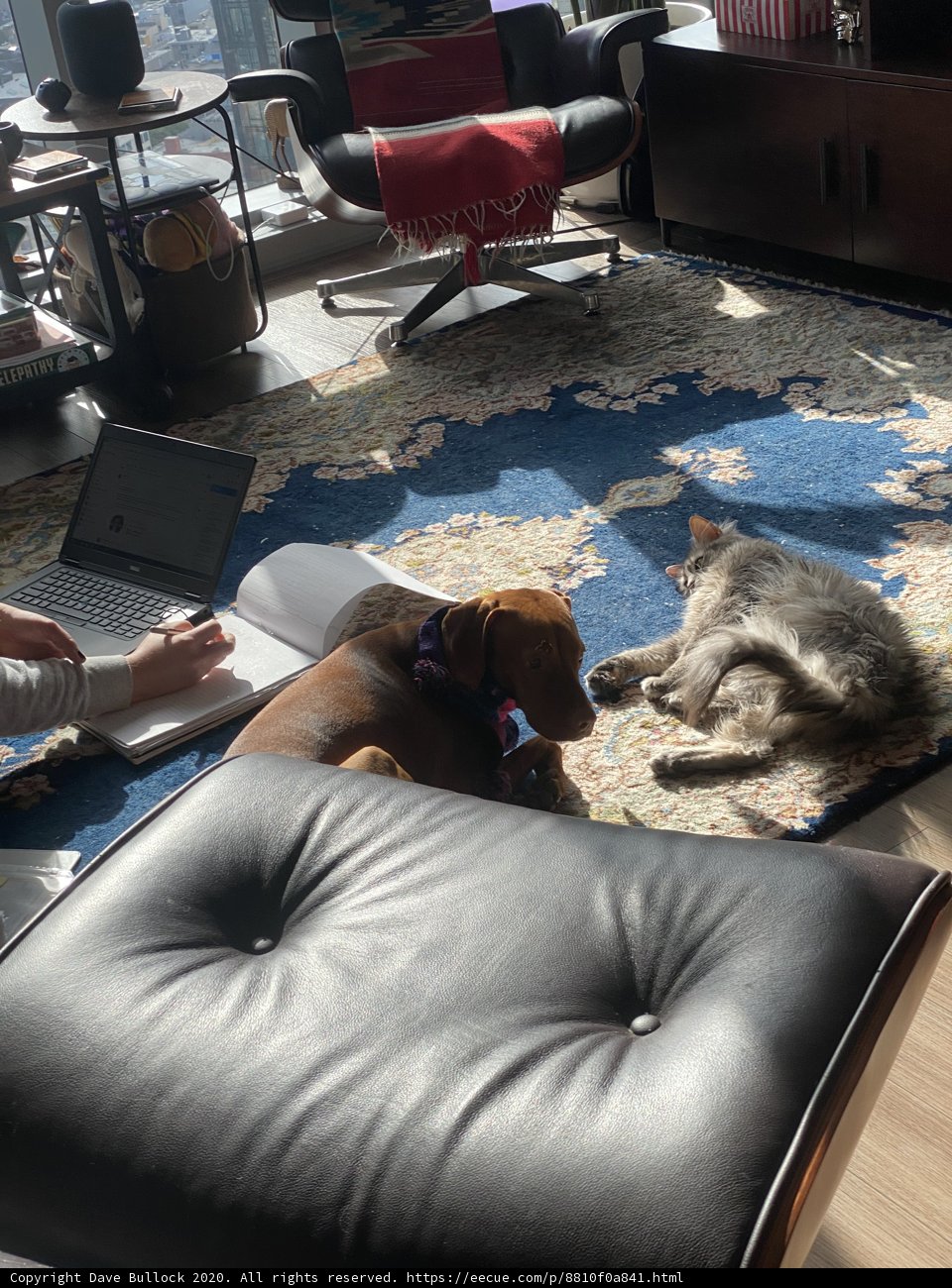 Cozy Work from Home Setup