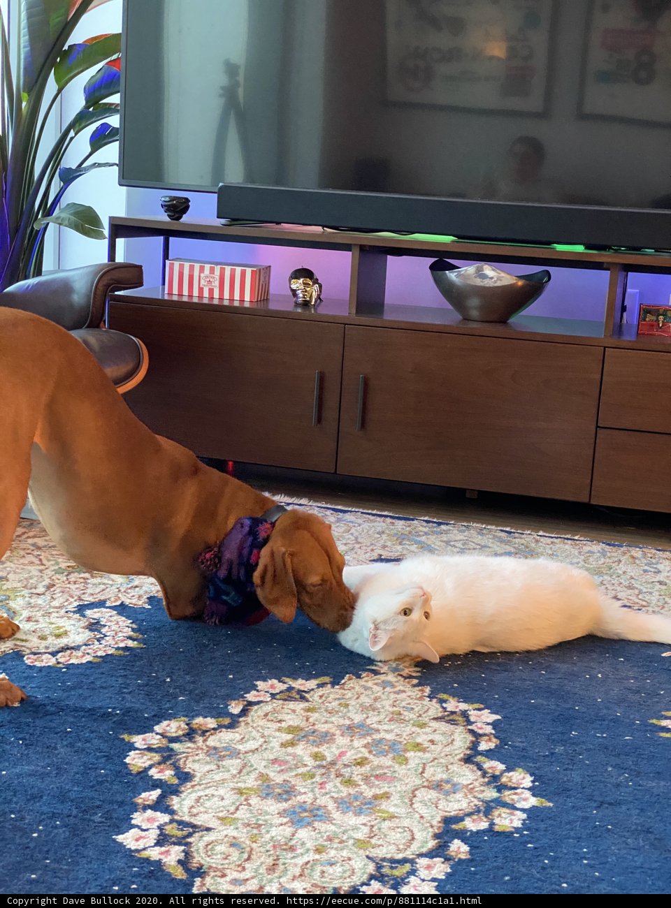 Furry Friends Unleash Playful Chaos