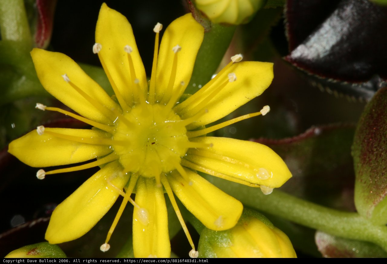 Beauty in small things
