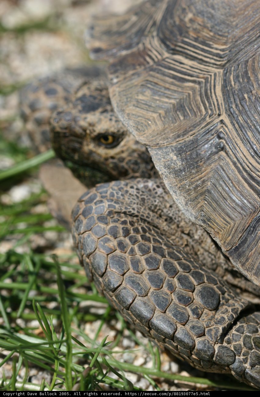 A lazy Turtle at Leisure Caption: