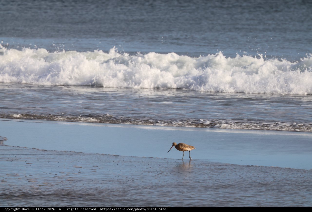 Solitary Shorebird Foraging at Water's Edge
